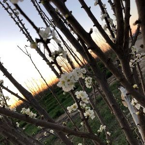 Meet your Posher, Daniela